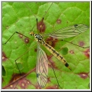 Nephrotoma terminalis - Kraehenschnake w02.jpg